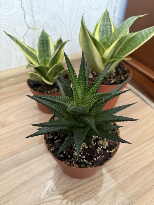 Haworthia limifolia, хавортія ліміфолія, сукулент