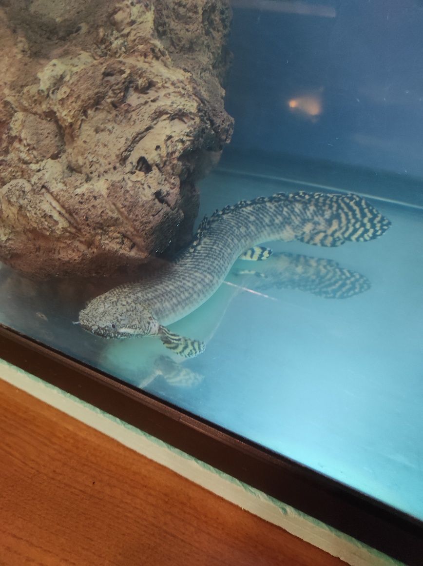 Polypterus ornatipinnis