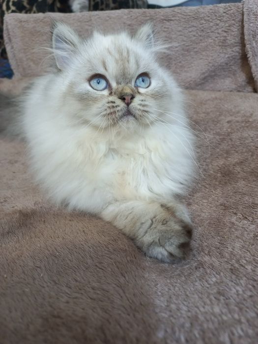 Пушистый персидский котёнок