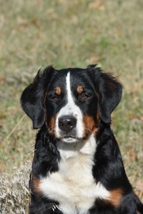 Бернський зенненхунд Дівчинка 7 місяців