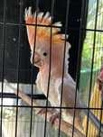 Cacatua Inca Fêmea