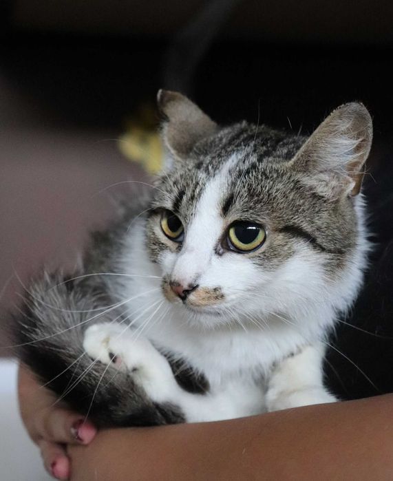 Cayenne – subtelna kotka, która potrzebuje miłości