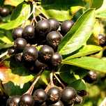 Owoce aronii aronia