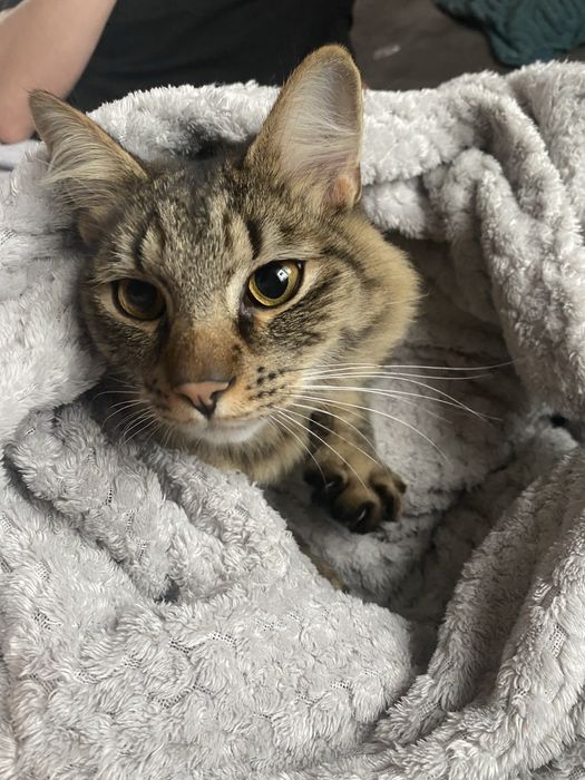 mam do oddania kotke