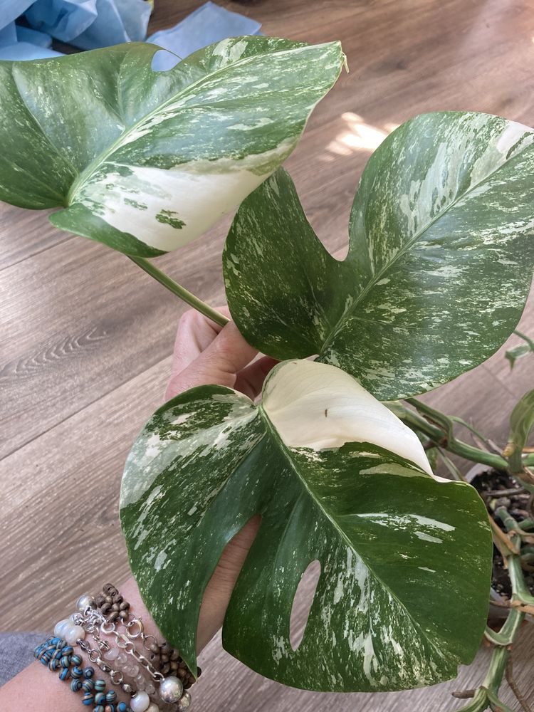 Monstera borsigiana variegata