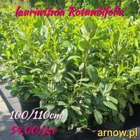 Laurowiśnia Rotundifolia 100, 110