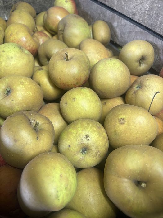 Szara reneta jabłka jabłko