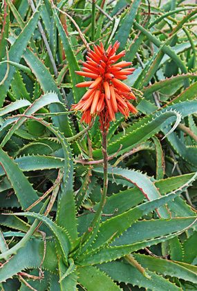 Aloe Barbadensis (Medicinal)