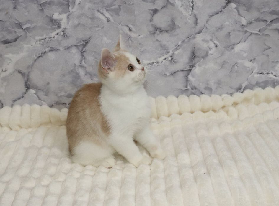 Хлопчик рухлива зефірка