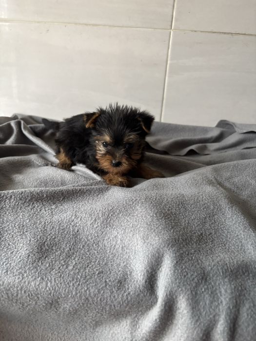 Yorkshire terrier femea