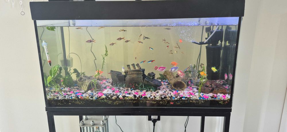 Akfarium to co jest na zdjeciu