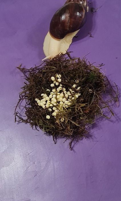 Прикраса вашого життя з яйцями равлика Ахатина Альбінос! 
•одне н