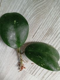 Hoya obevata splash