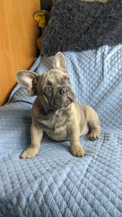 Хлопчик французький бульдог