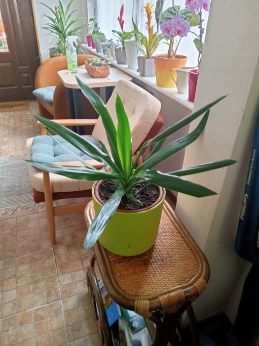 Juka roślina z w