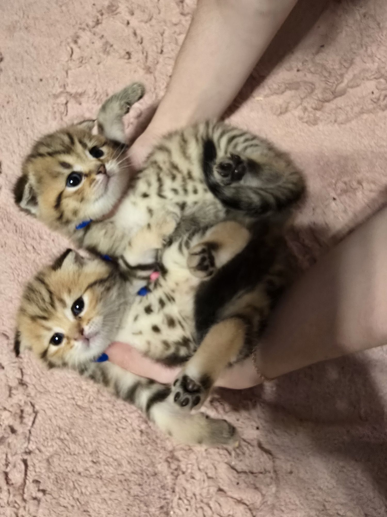 Шотландские котята вислухие и прямоухие