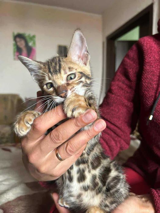 Продам кошенят Бенгал