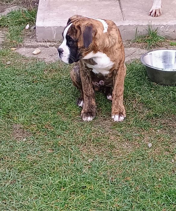 Piesek bokser pręgowany