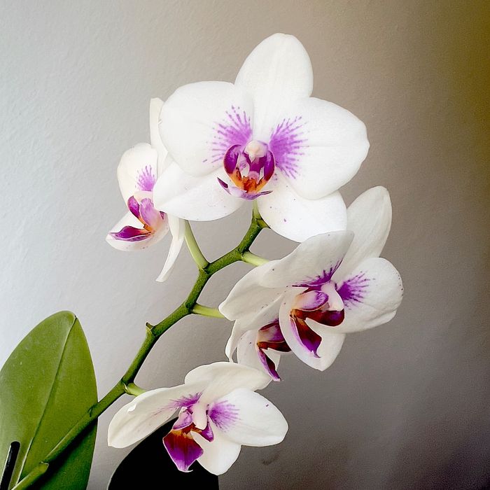 Sprzedaż storczyków