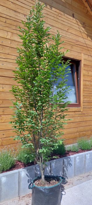 Grab pospolity / Carpinus betulus 'Fastigiata'