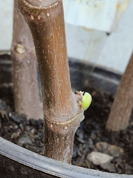 Mudas de figo lampo(preto)