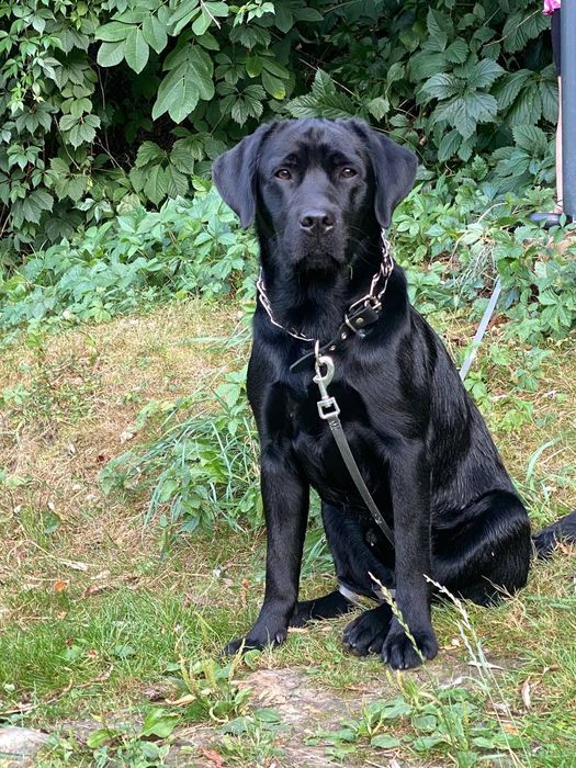 Вязка Лабрадор Ретривер