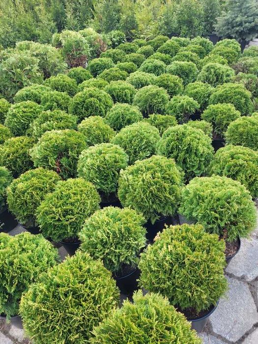 Tuja thuja Danica piękna naturalnie rosnąca kula śr 35-40cm transport