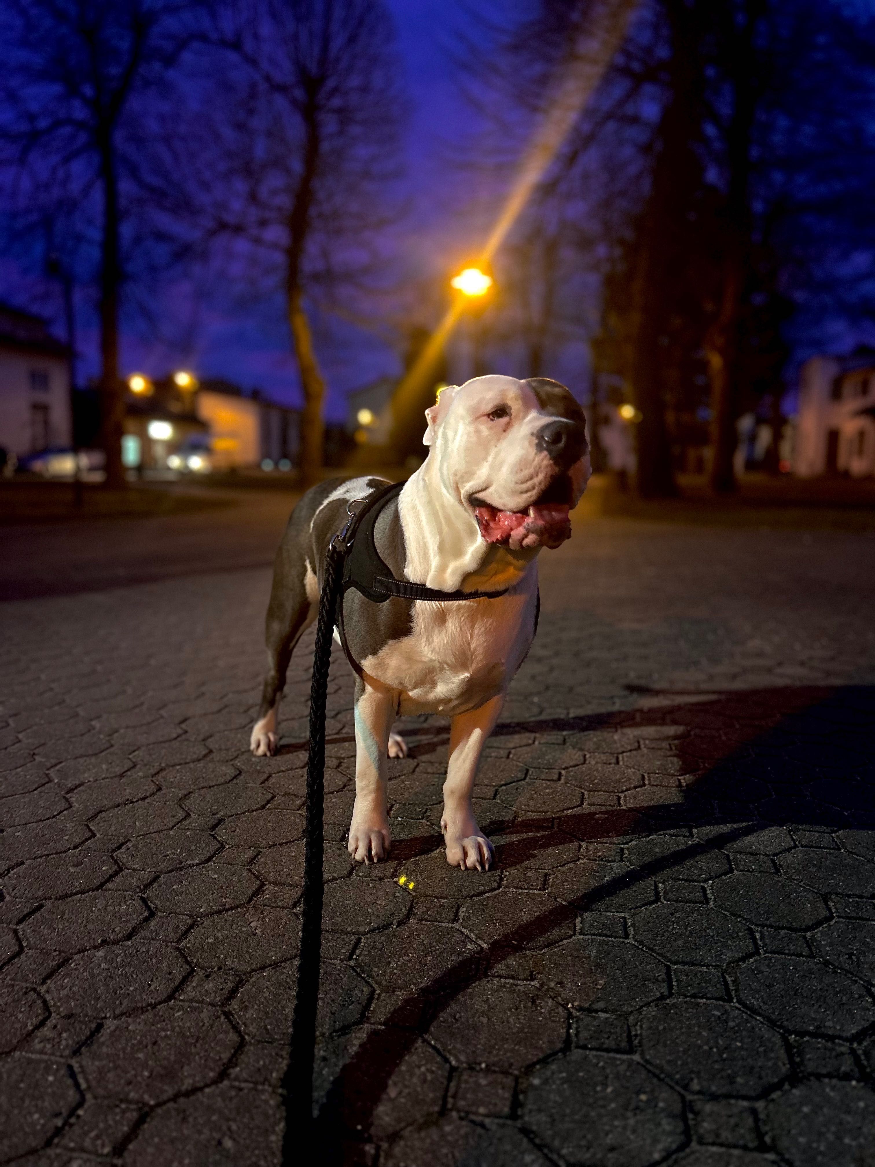 American Bully XL, GLB LUO YI