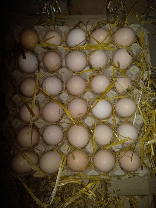 Инкубационное яйцо бройлера Кобб 500