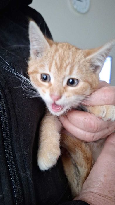 Kociaki oddam za darmo