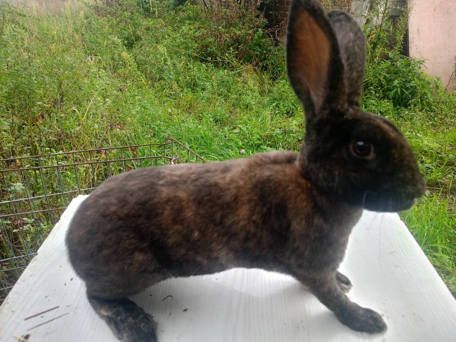 Samica rex japońska