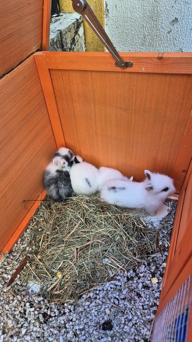 Coelhos Anões bebés.
