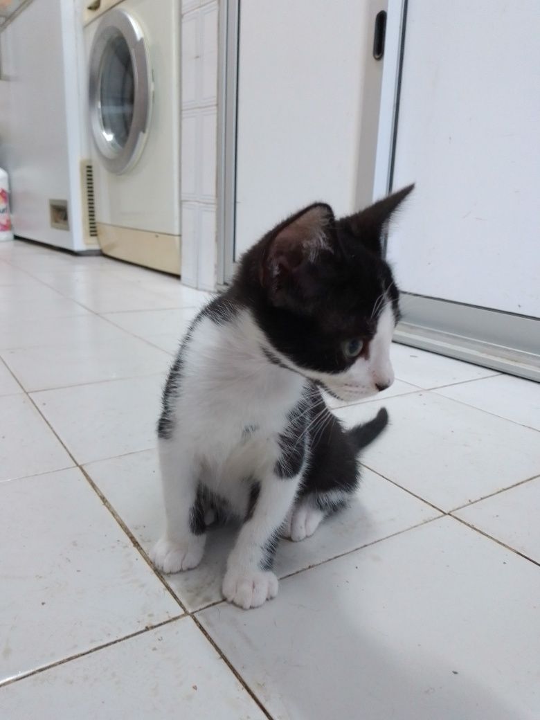 Dou gatinhos, machos e fêmeas.