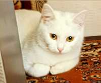 Отдам белого котенка, девочка 8 месяцев, стерилизована