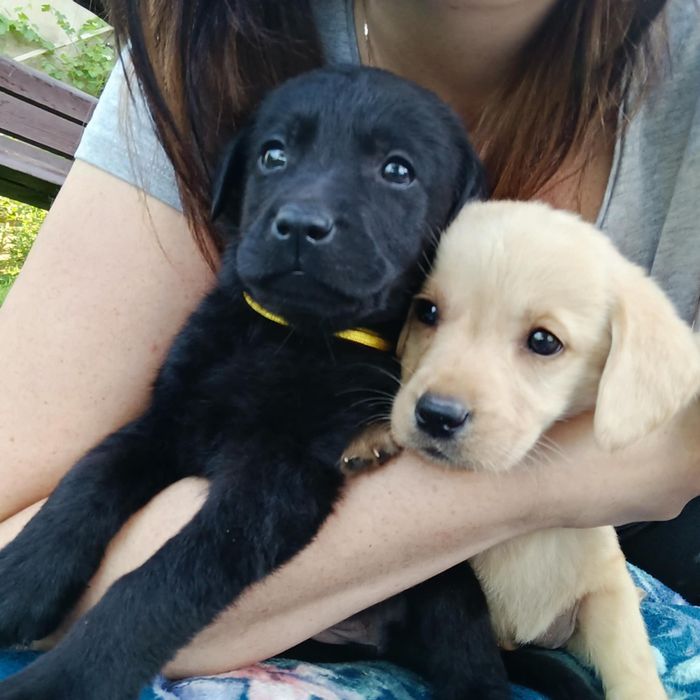 Przepiękny szczeniak labrador po rodzicach wystawowych