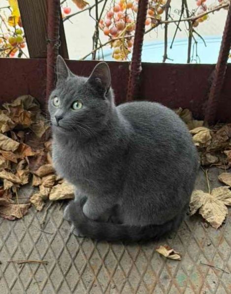 Отдам даром в добрые руки серых кошечек метисы британской породы