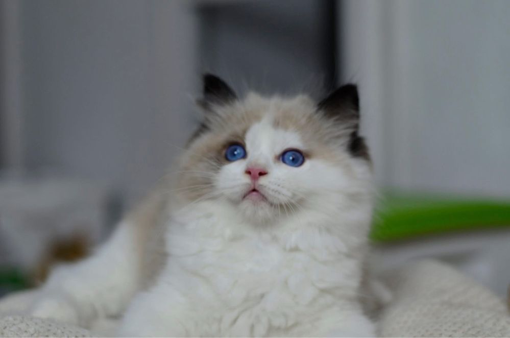 Ragdoll Cudny Kocurek Ciro