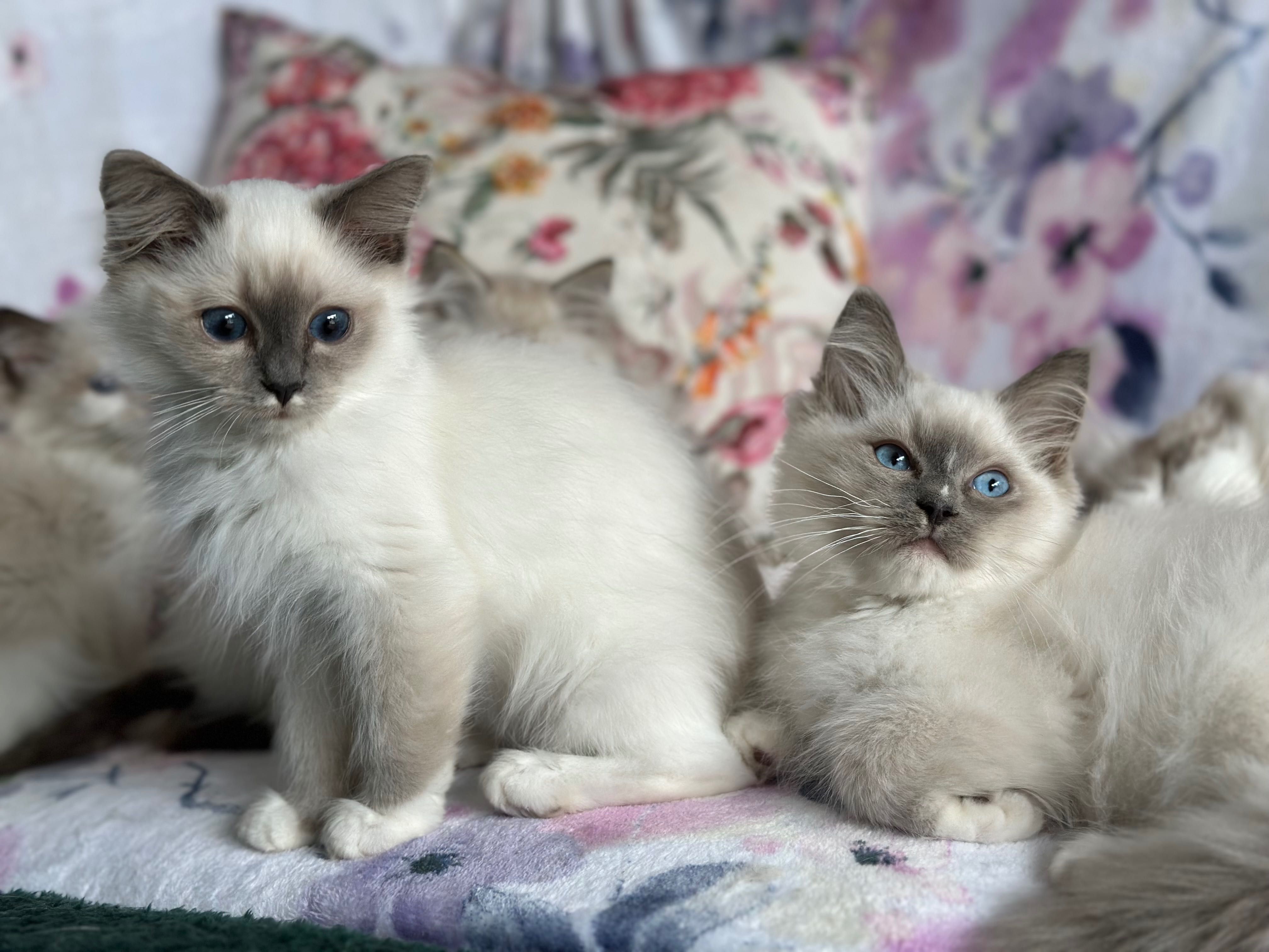Słodka koteczka ragdoll