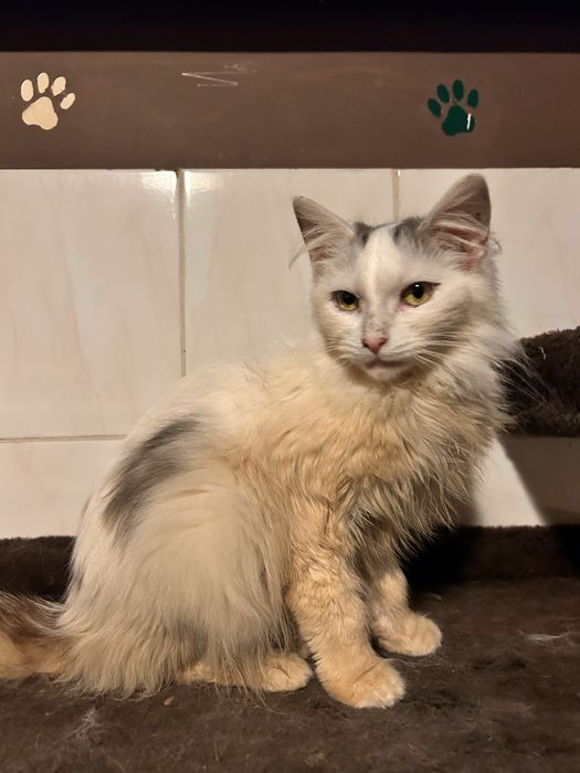 Księżna szuka domu