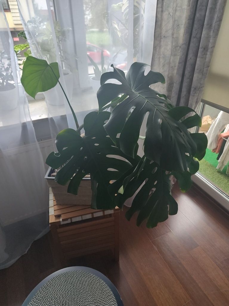 Monstera big form