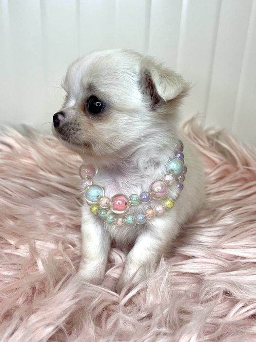Chihuahua Femea disponivel