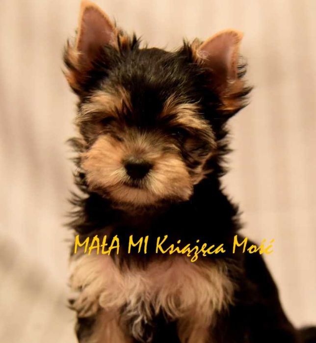 yorkshire terier york suczka rodowód ZKwP / FCI