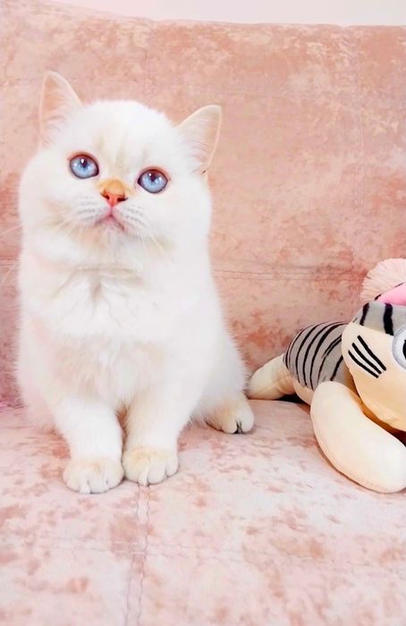 Неймовірна красуня дівчинка шиншилка