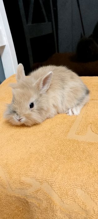 Króliczki miniaturki