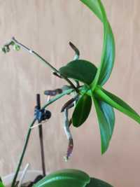 Дітка орхідея (квітка маленька біла)