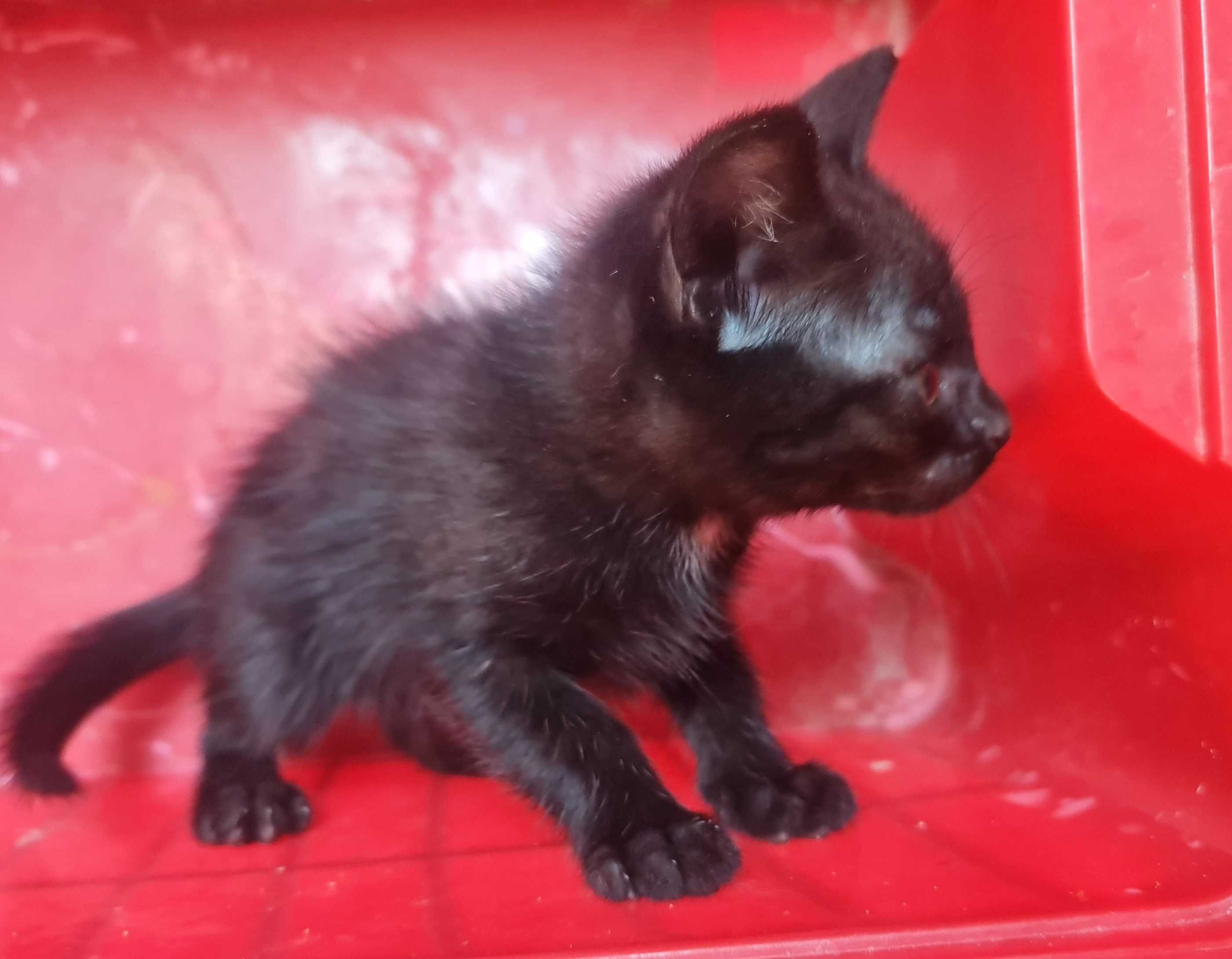 Kociaki, słodziaki do adopcji.