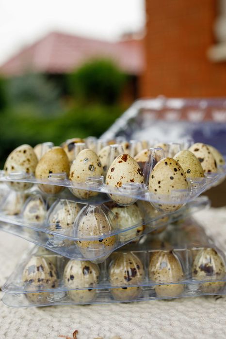 Перепелині яйця з власної ферми