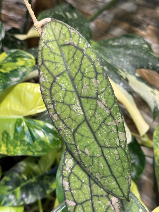Хойя Hoya clemensiorum splash (Indonesia)