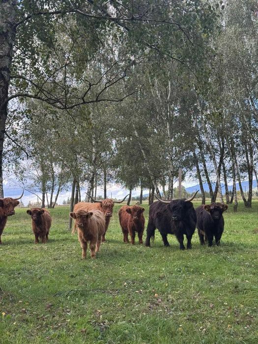 sprzedamy do dalszej hodowli jałówki highland cattle