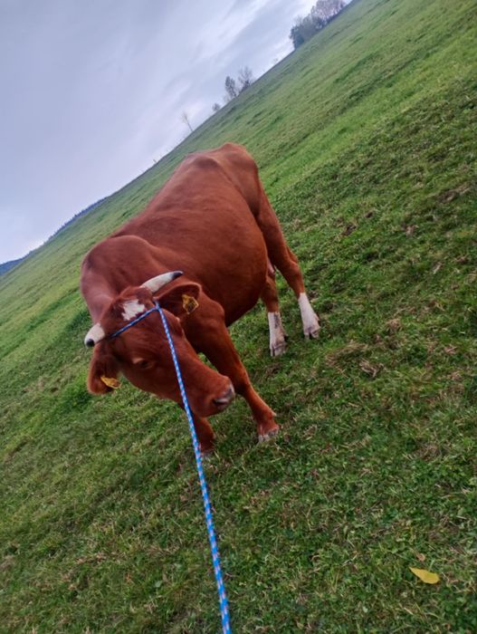 Sprzedam piękną krówkę i byczki